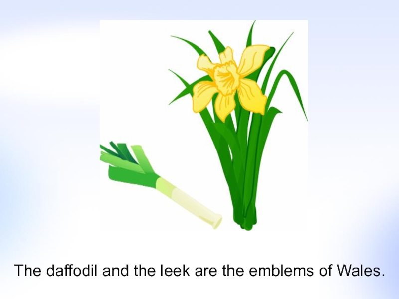 Daffodil symbol