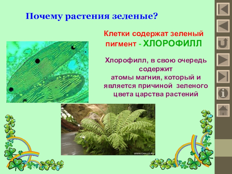 Зеленые растения являются ответ. Почему растения зеленые. Почему растения зелвне. Осему растения зелёные. Почему растения имеют зеленый цвет.