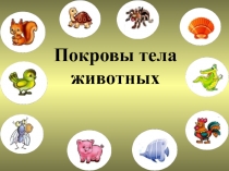 Презентация Покровы тела у животных