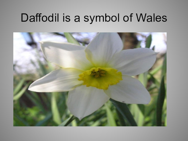 Daffodil symbol