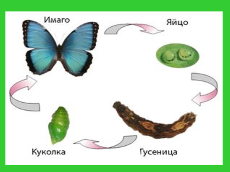 Заключение проекта по технологии бисероплетение