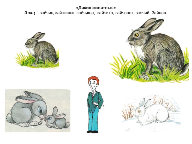 Зайцу нужно было. Заяц. Для дошкольников заяц Зайчонок. Дикие и животные заяц для дошкольников. Заяц картинка для детей.