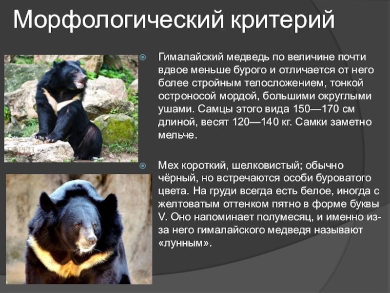 морфологический критерий белого медведя