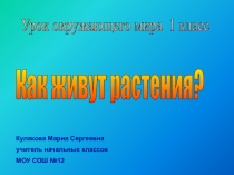 Презентация Как живут растения 1 класс