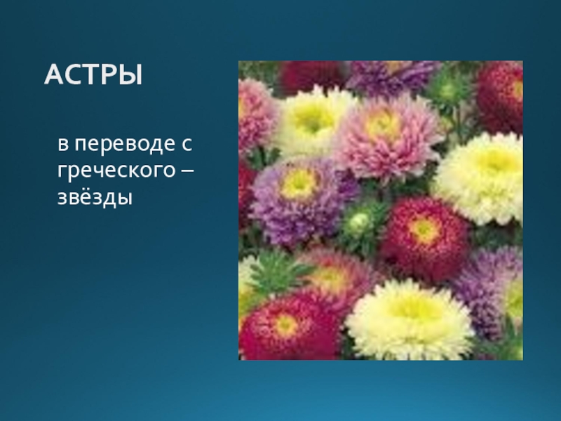 Чудесные цветники весной 2 класс. Чудесные цветники. Чудесные цветники 1 класс окружающий мир. Чудесные цветники 1 класс перспектива.