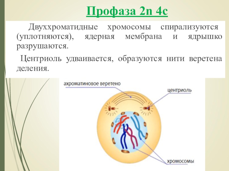 Растворение ядрышка. Профаза хромосомы спирализуются. В профазе митоза спирализуются хромосомы. Профаза 2. Профаза митоза.