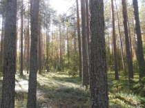 Презентация к уроку Орган зрения.Зрительный анализатор