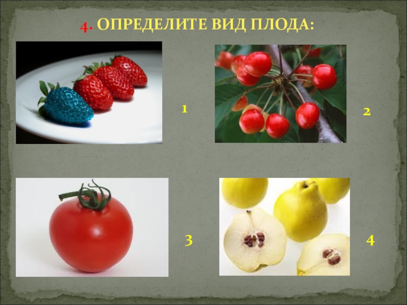 4 поконкретнее. Вид плода. Самостоятельная работа по биологии 6 класс плоды. Игра определи вид плода. Тип плода и обоснование.