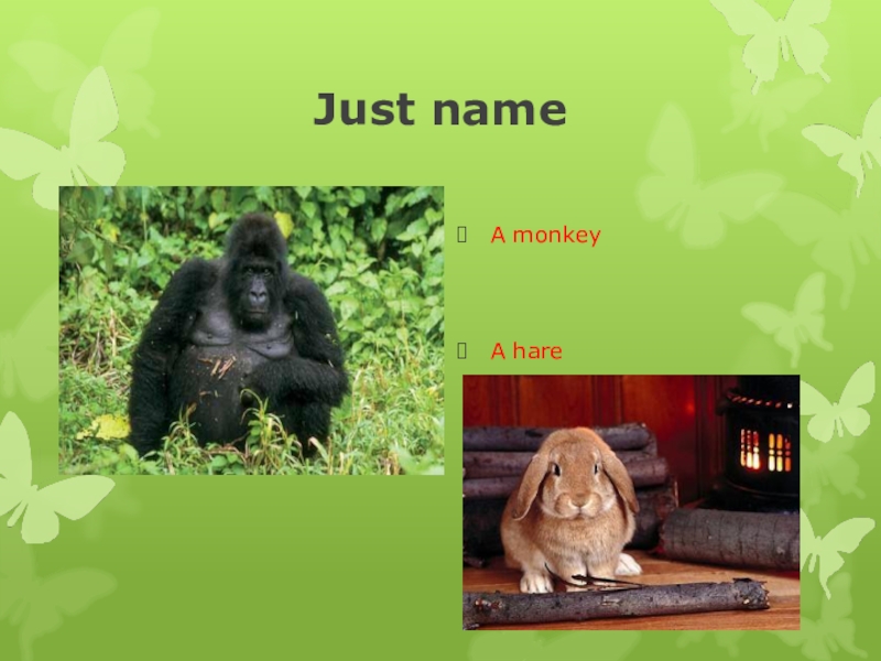 Monkey names. Интересные факты про обезьян.