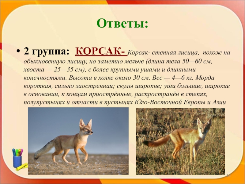 Корсак в оренбургской области описание и фото