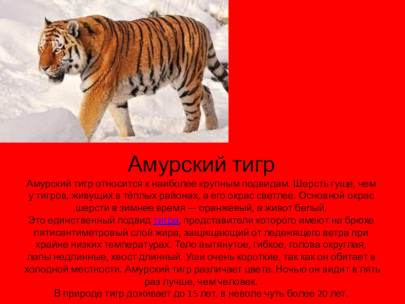 Информация про тигра