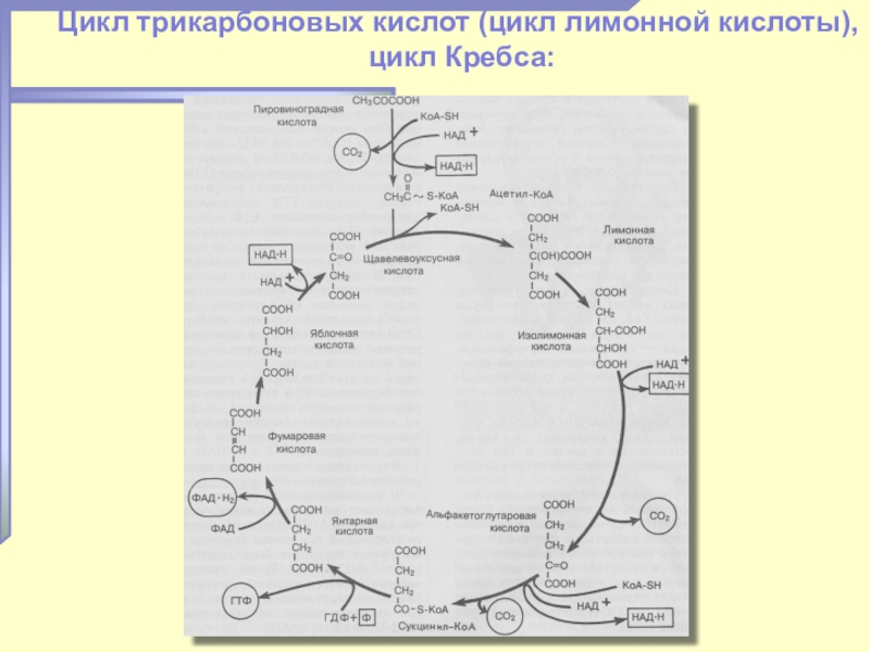 Синтез атф цикл кребса. Цикл Кребса биохимия реакции. Цикл Кребса схема с ферментами. Цикл карбоновых кислот биохимия.