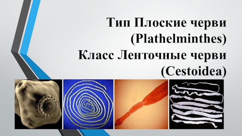 Презентация по ОП. 04 Медицинская паразитология на тему Тип плоские черви