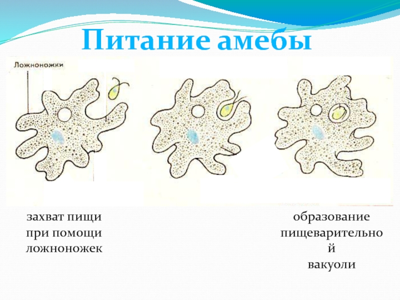 Презентация по теме одноклеточные животные