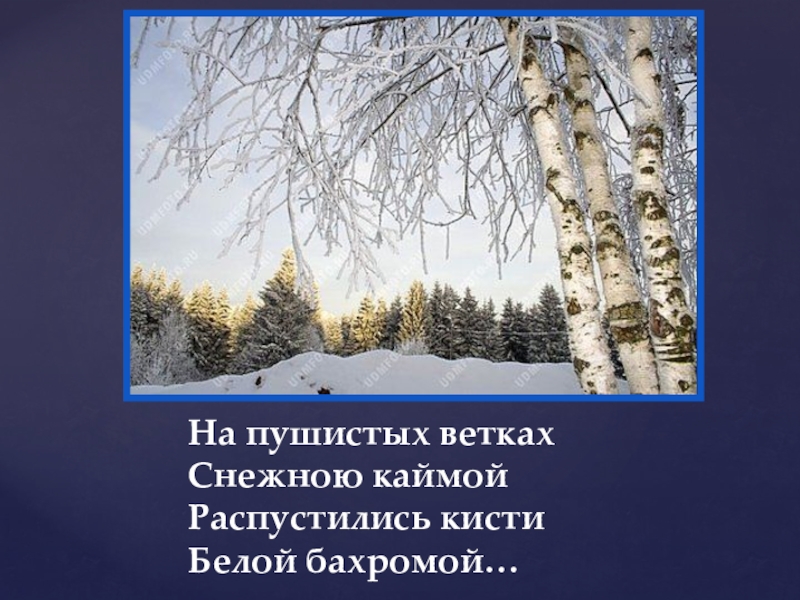 На пушистых ветках снежною каймой распустились кисти. Снежная кайма.