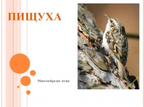 Презентация по биологии на тему многообразие птиц