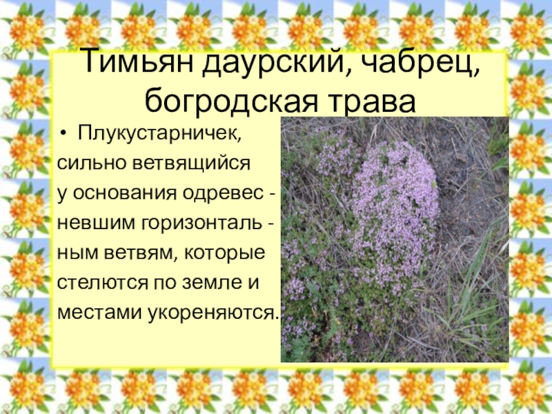 Красная книга забайкальского края растения фото и описание