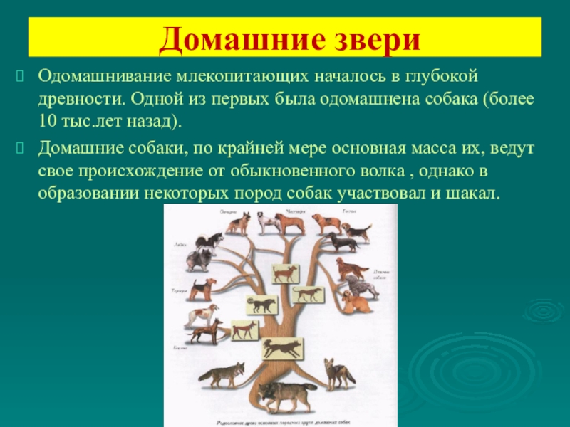 Происхождение и многообразие млекопитающих презентация 7 класс