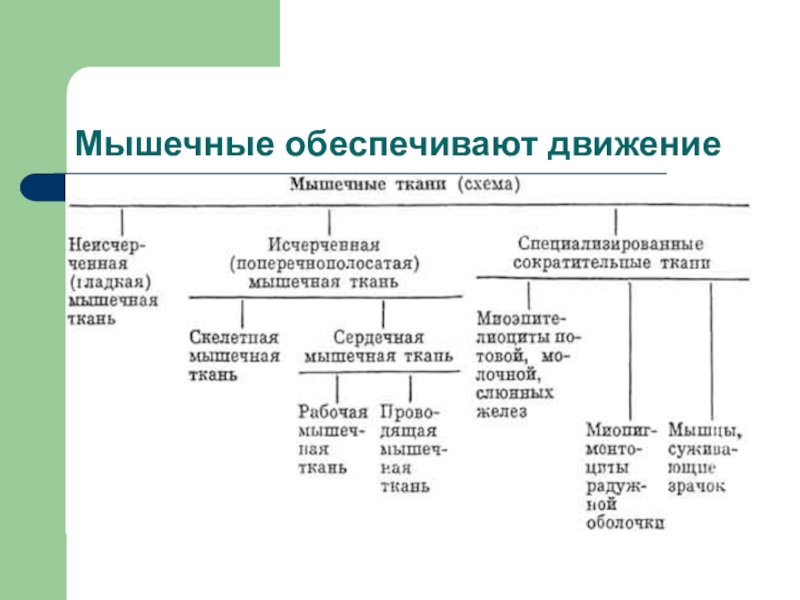 Обеспечивая движение. Мышцы обеспечивающие движение схема. Движение головы обеспечивают мышцы таблица. Составьте схему мышцы:обеспечивающие движение. Заполните схему мышцы.