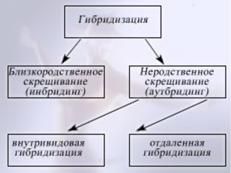 Генетические основы селекции вклад н и вавилова в развитие селекции презентация 11 класс