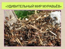 НПК Удивительный мир муравьев
