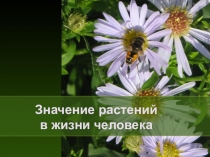 Урок географии, биологии в 6 классе Значение растений в жизни человека