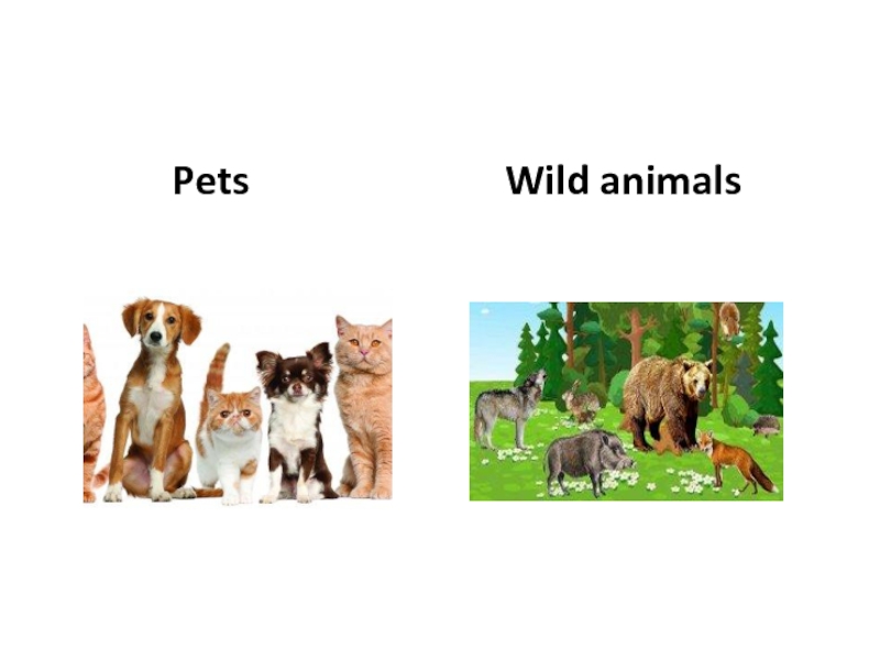 Wordwall spotlight 2 animals. Презентации на тему Pets. Животные на англ. Дикие животные на английском языке. Pets and Wild animals презентация.