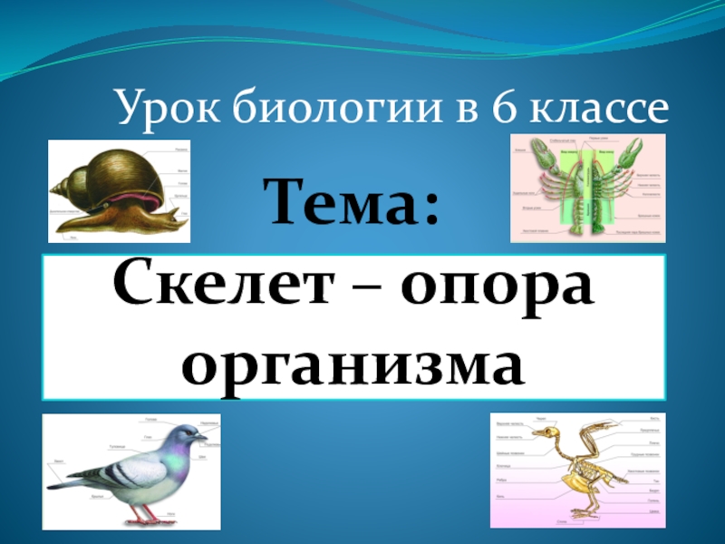 Скелет опора организма 6 класс биология презентация