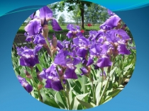 Презентация по биологии Экологическая тропа