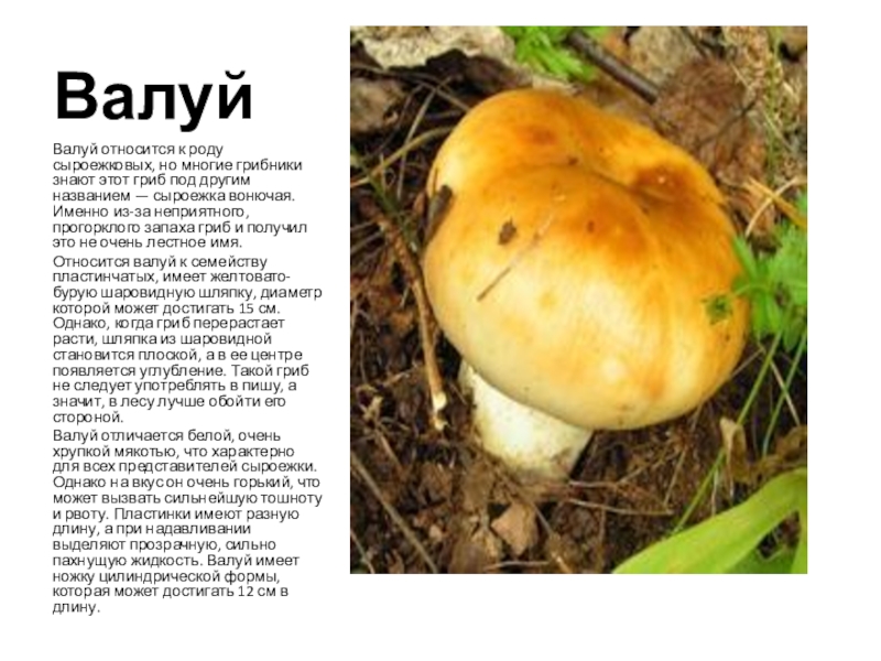 ВалуйВалуй относится к роду сыроежковых, но многие грибники знают этот гриб под другим названием — сыроежка вонючая.