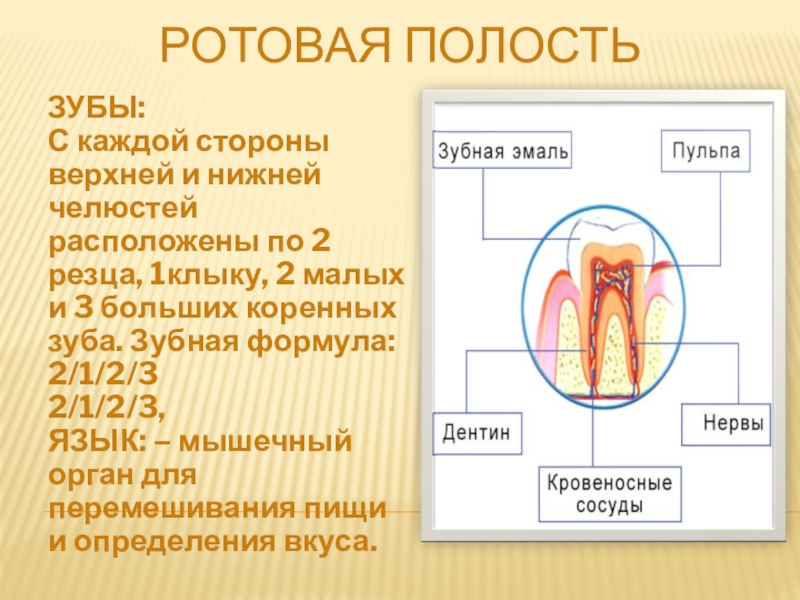 Зубная полость. Ротовая полость пищеварительная система дентин зуб. Ротовая полость презентация. Полость рта презентация. Пищеварение в ротовой полости. Зубы, язык.