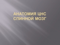 Презентация по Анатомии и физиологии человека на тему: Спинной мозг