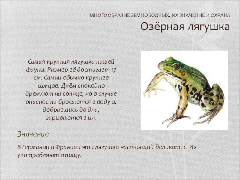 Класс земноводные многообразие. Многообразие амфибий. Классификация лягушки. Разнообразие земноводных. Многообразие и значение земноводных.
