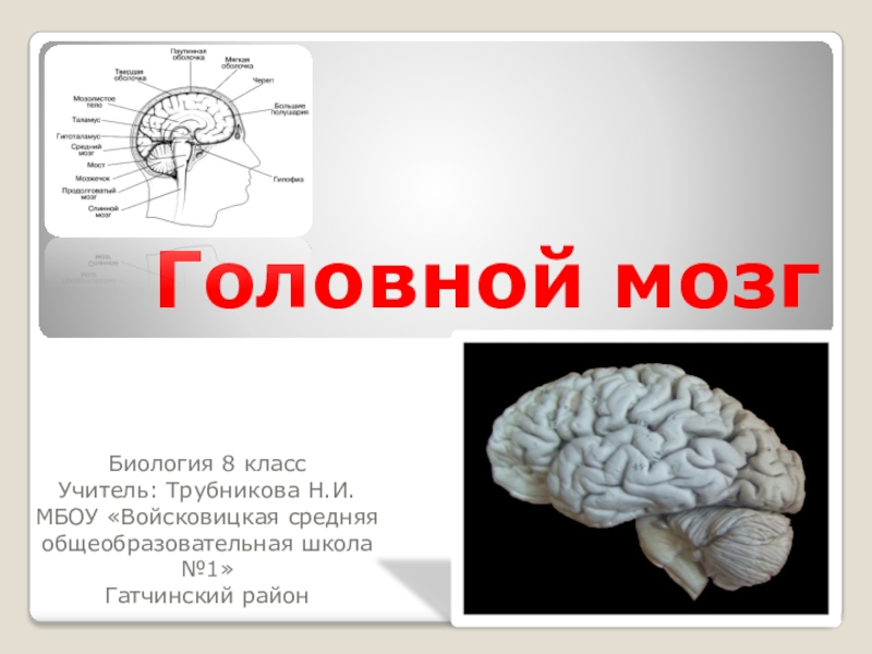 Презентация по биологии Строение головного мозга 8 класс