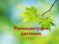 Презентация к уроку Раннецветущие растения