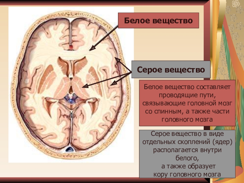 Серое вещество мозга. Распределение серого и белого вещества в головном мозге. Белое вещество. Строение белого вещества головного мозга. Серое вещество и белое вещество.