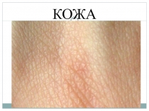 Конспект урока и презентация по биологии на тему