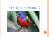 Презентация к уроку Кто такие птицы?