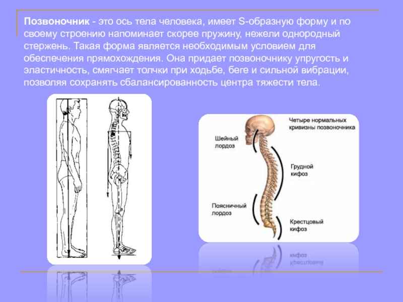 Почему форму. Позвоночник человека и имеет s-образную форму. S образная форма позвоночника. Позвоночник s образной формы у человека. Почему позвоночник человека имеет s образную форму.