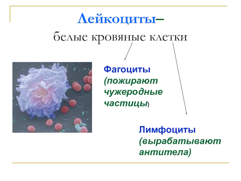 Явление фагоцитоза открыл русский ученый. Функция фагоцитов лейкоцитов лимфоцитов. Эритроциты фагоциты лейкоциты. Лейкоциты и фагоциты в иммунитете. Фагоциты лимфоциты антитела.