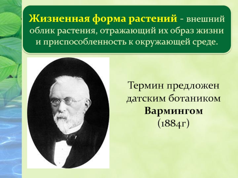 Жизненные формы растений 6 класс биология рисунок