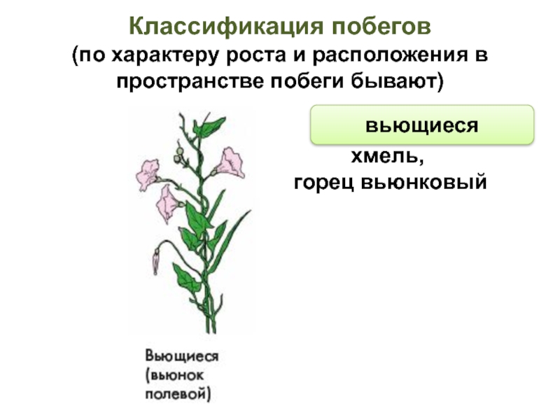 Рост и развитие побега. Классификация побегов. Побеги по расположению в пространстве. Побеги по характеру роста. Классификация побегов по структуре.