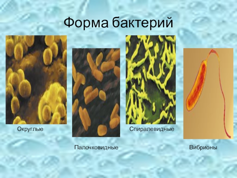 Бактерии округлой формы. Одиночные бактерии. Палочковидные формы бактерий. Округлые бактерии. Одиночные округлые бактерии.