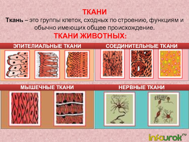 ТканиТкань – это группы клеток, сходных по строению, функциям и обычно имеющих общее происхождение.Ткани животных:ЭПИТЕЛИАЛЬНЫЕ ТКАНИСОЕДИНИТЕЛЬНЫЕ ТКАНИМЫШЕЧНЫЕ