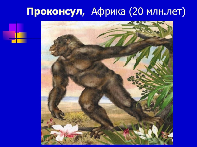 Проконсул. Проконсул Африканский кениапитек. Проконсул Антропогенез. Проконсул обезьяна. Проконсул предок.