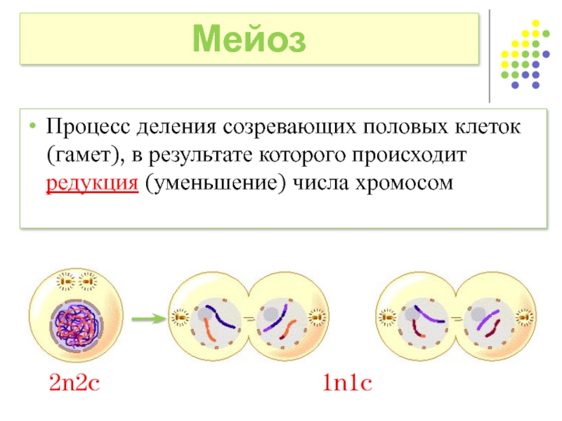 Процесс деления в результате. Процесс деления клетки мейоз. Мейоз – процесс созревания половых клеток.. Образование половых клеток мейоза фазы мейоза. Мейоз биология 10 класс кратко.