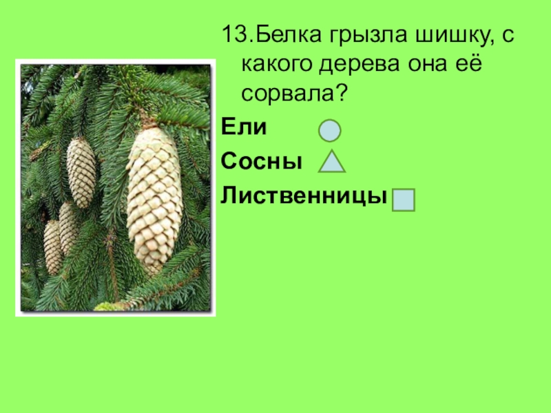 Шишки ели сосны лиственницы. Шишки сосны ели и лиственницы. С какого дерева шишки. Какая шишка у какого дерева. Обгрызаная шишка белкой.