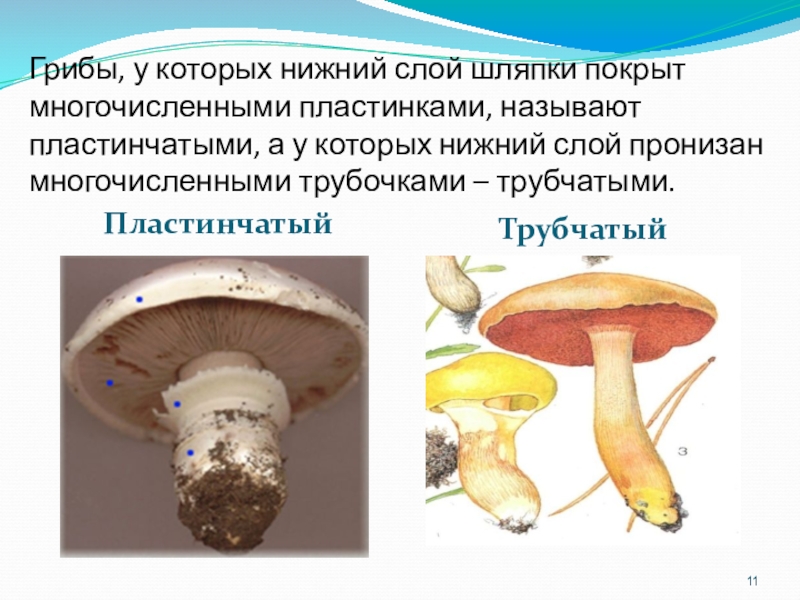 Проект по биологии грибы