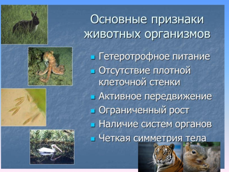 Важнейшие признаки зверей. Особенности животных организмов. Общие признаки животных. Животный организм и его особенности. Животные презентация 5 класс.