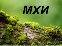 Презентация по биологии на тему Мхи